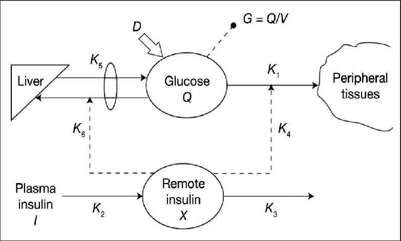 Modelling of insulin response to glucose uptake