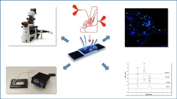 Computational modeling through organ-on-chip